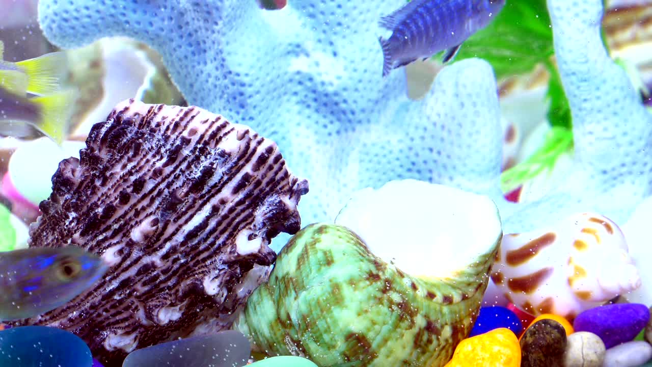 다채로운 수족관에서 물 에 있는 물고기