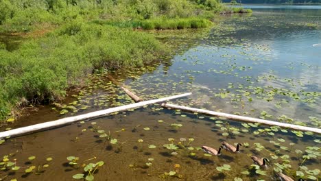 Reveal-shot-of-Canadian-Geese-swing-in-lake-with-lilies