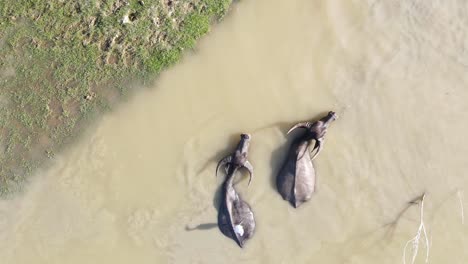 Aerial-view-of-buffalo-herd-wading-in-cool-muddy-water-to-escape-the-heat,-Bangladesh