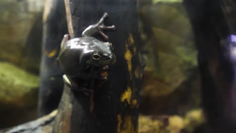 dark frog on a branch