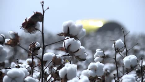 Brazilian-cotton,-high-quality-and-competitiveness-in-international-markets