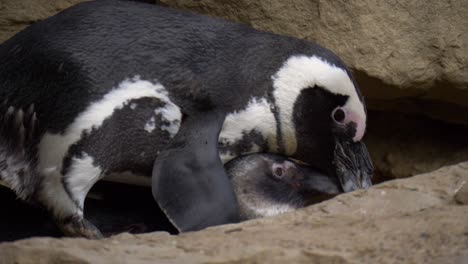 Male-African-penguin-courts-female-penguin,-on-top-of-her-behind-rocks