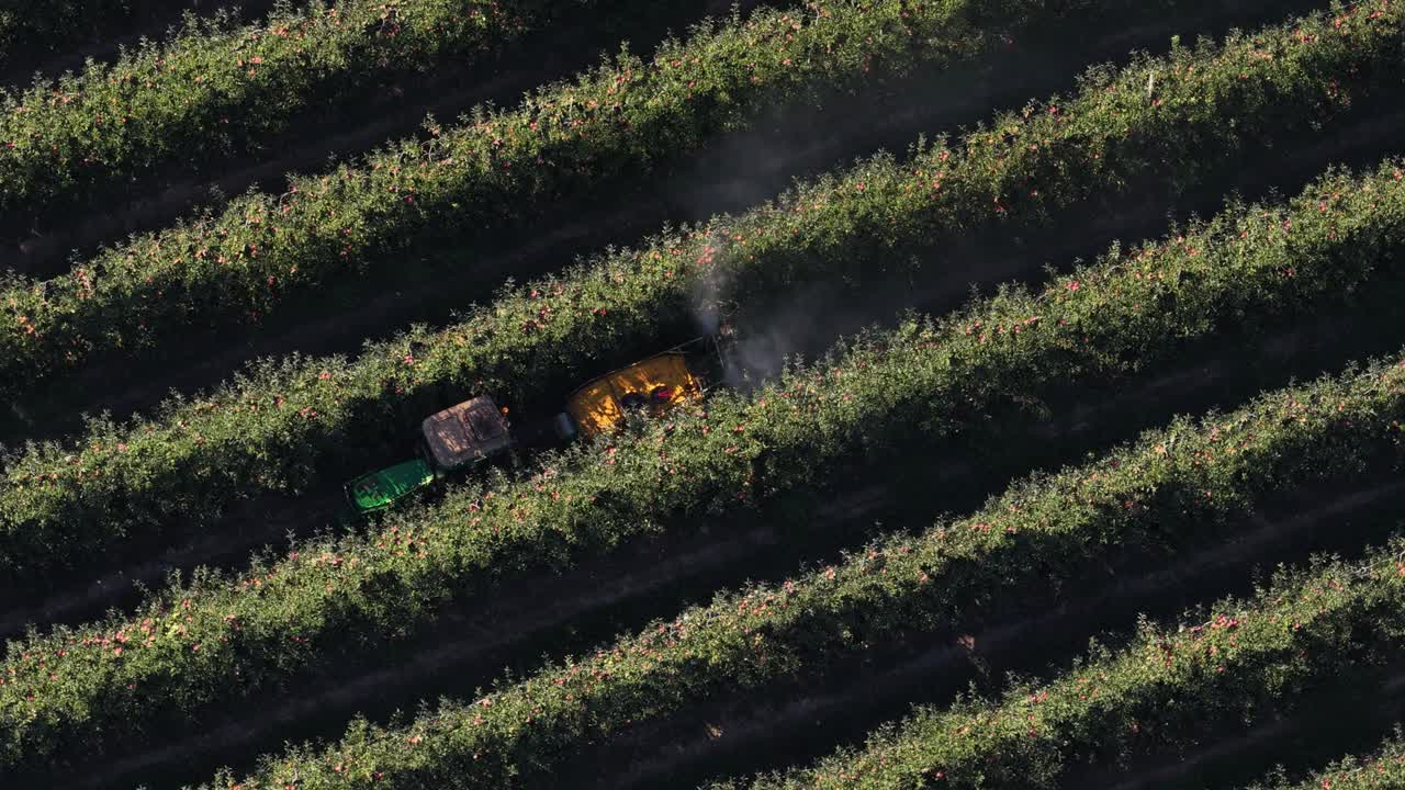 Tractor pulverizing pesticides on apples