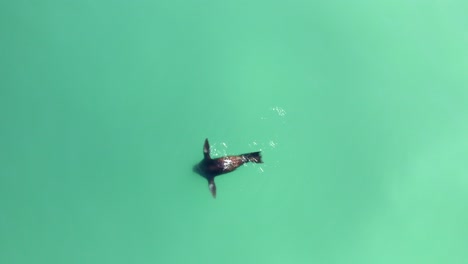 leones marinos buceando en busca de arenques durante el desove - increíble color de agua