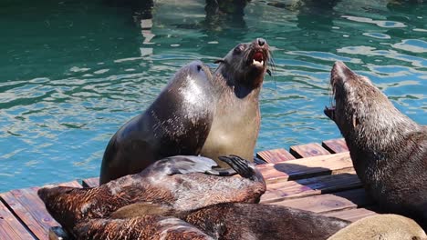 Cape-fur-seals-playing-and-fighting-in-a-harbour-shot-at-4K-30fps