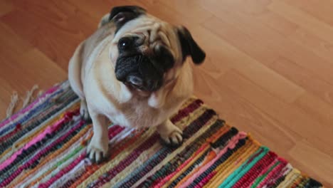 adorable pug dog sitting on a colorful rug