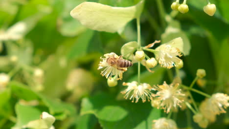 honey bee, apis mellifera carnica, pollinating blooming tree blossoms, close up