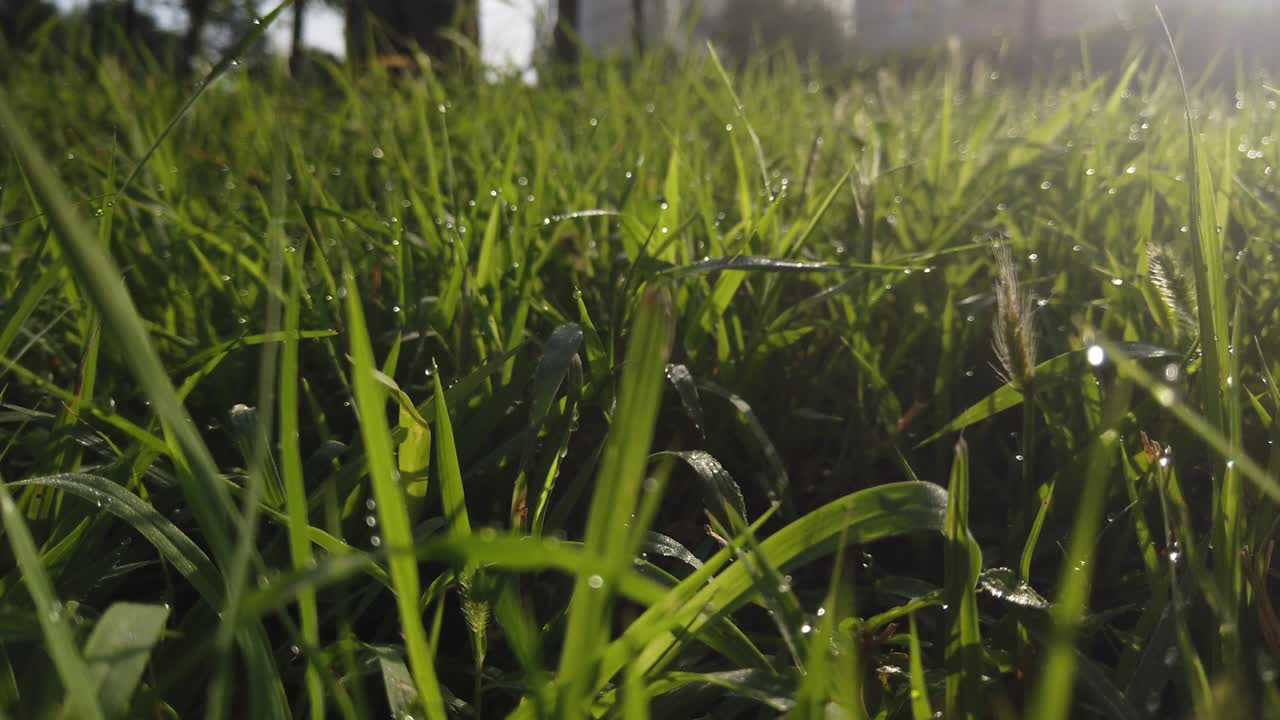 hierba verde con la luz del sol