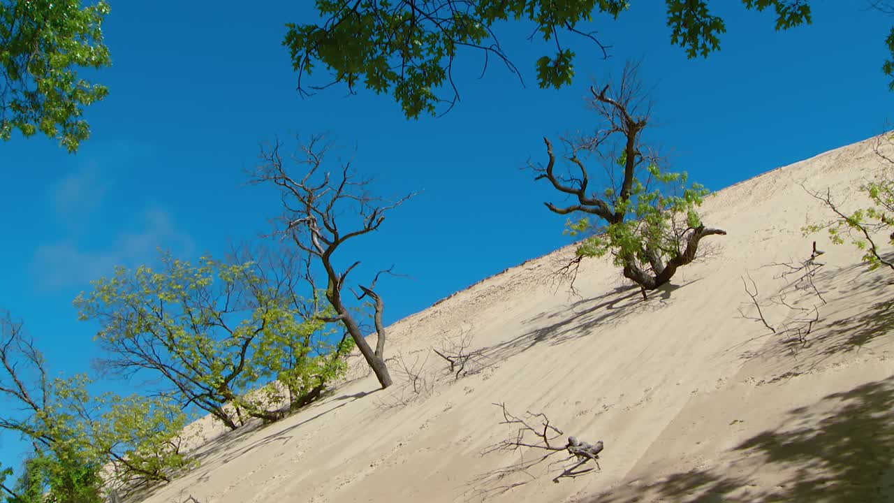 Sand Dune Landscape with Trees