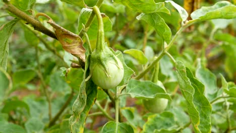 bola de berenjena cruda en la planta en la naturaleza granja verdura fresca para la buena salud
