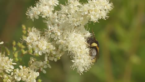 Bumblebee-climbing-on-sweet-white-flower,-looking-for-nectar