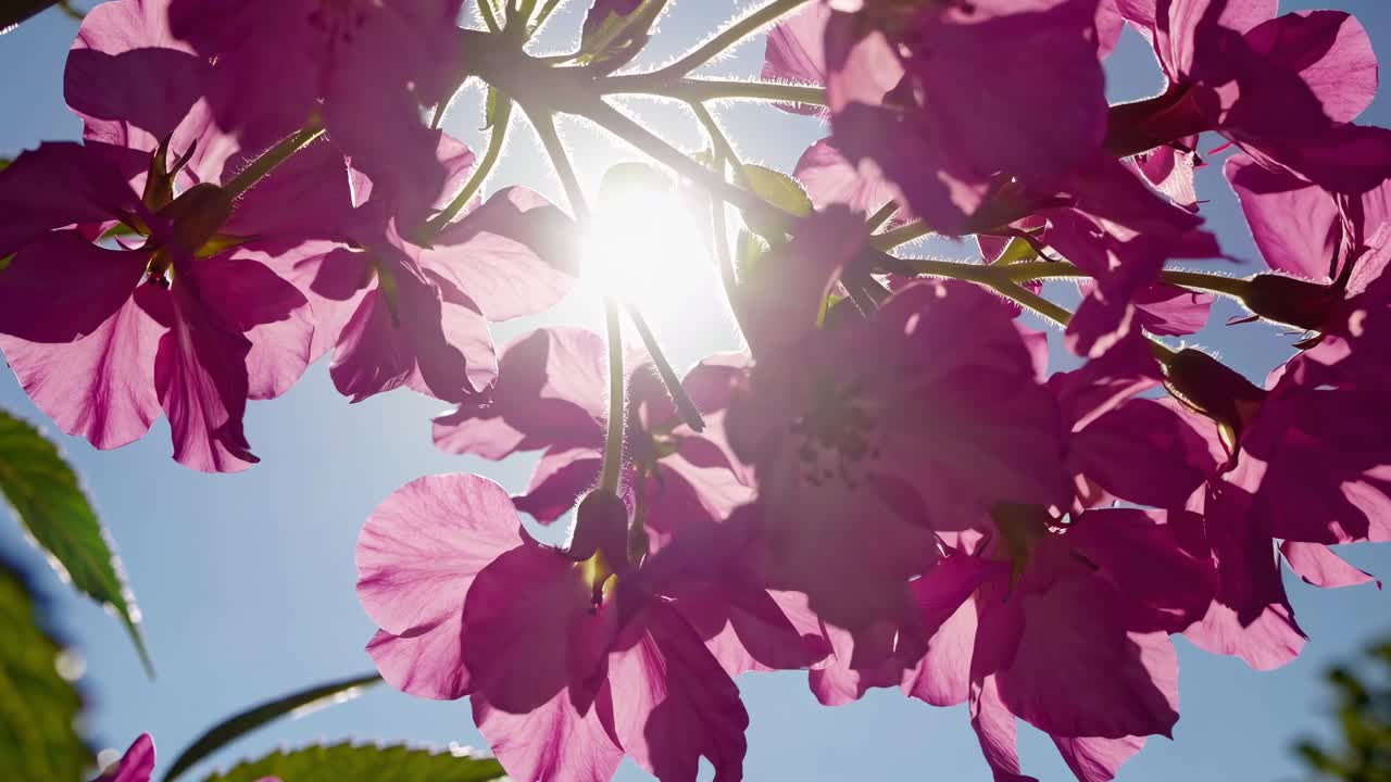 Vídeo em ângulo baixo de flores cor-de-rosa vibrantes contra um céu claro, capturando as pétalas delicadas