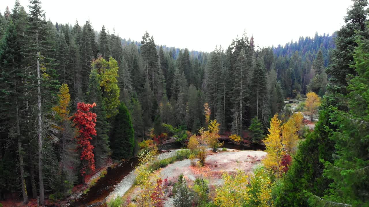 Aerial shot by aspen and pine trees in the fall with a small creek ...