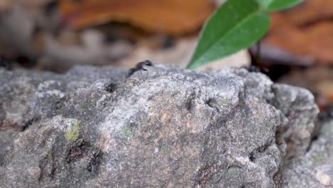 colonia de hormigas ocupada en la maleza rocosa con plantas que se desplazan de izquierda a derecha