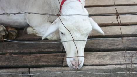 Close-up-shot-of-Goats-head-in-a-wire-cage