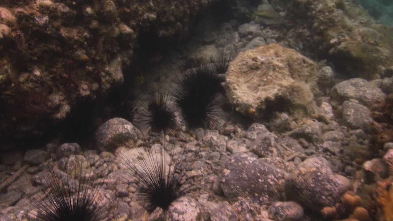 peces tropicales nadan sobre fondos rocosos con erizos de mar en san juan, islas vírgenes en el mar caribe
