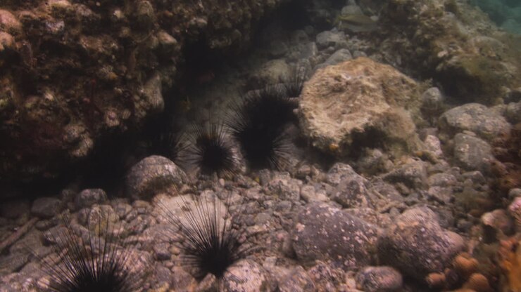 Pesci tropicali nuotano su un fondale roccioso con ricci di mare a Saint John, Isole Vergini nel Mar dei Caraibi