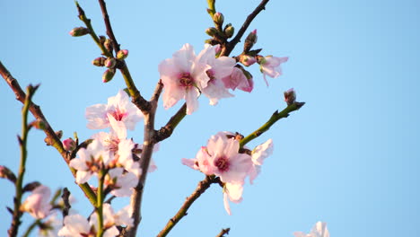 Delicate pretty pink and white blossoms of apricot tree in spring, telephoto