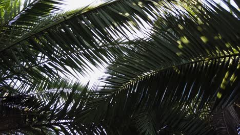 Long-Dark-Palm-Fronds-Sway-Gently,-Lush-Static-Leaf-Background