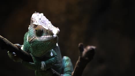 parson chameleon walking over twig and moving slowly