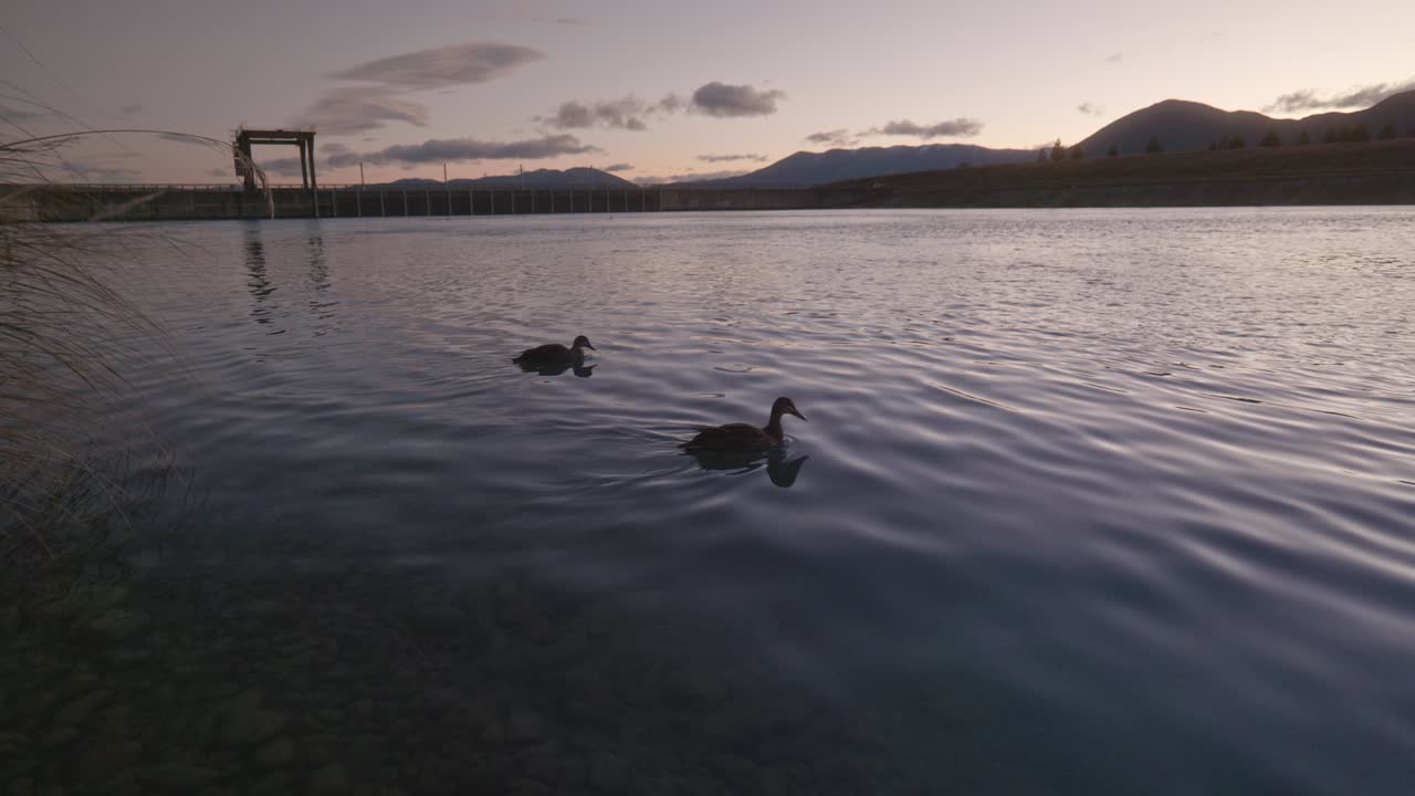 푸른 시간 동안 평온한 물에 두 오리