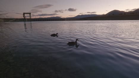 dos patos en aguas tranquilas durante la hora azul