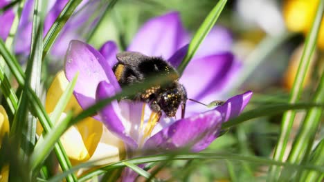 a busy bee walks over a purple crocus and cleans as it continues to look for flowers with pollen