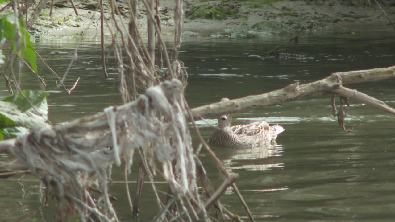 Duck on a River