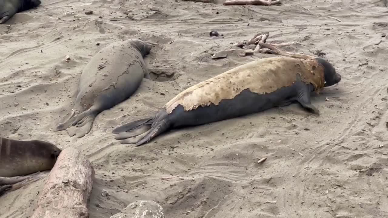 Cinematic close-up tracking shot following a molting northern elephant seal belly flopping across the sand on California's Central Coast