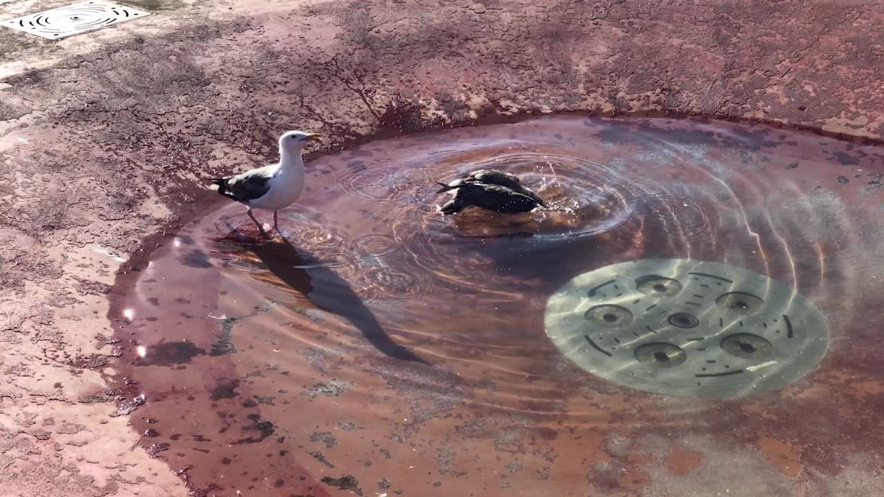 Clip in slow motion di gabbiani che si divertono a terra vicino a una fontana durante il giorno.
