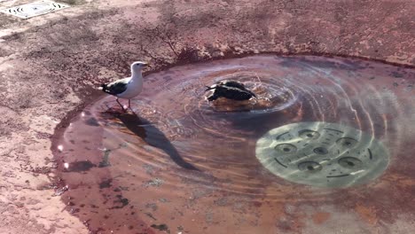 clip en cámara lenta de gaviotas divirtiéndose en el suelo cerca de una fuente de agua durante el día