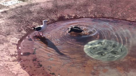 slow motion clip of seagulls having fun on the floor near a water fountain during daylight