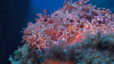 el pez escorpión rosa mediterráneo se acerca a los arrecifes de coral
