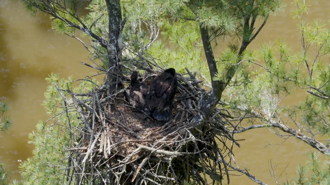 Bald Eagle Nest with Eaglets