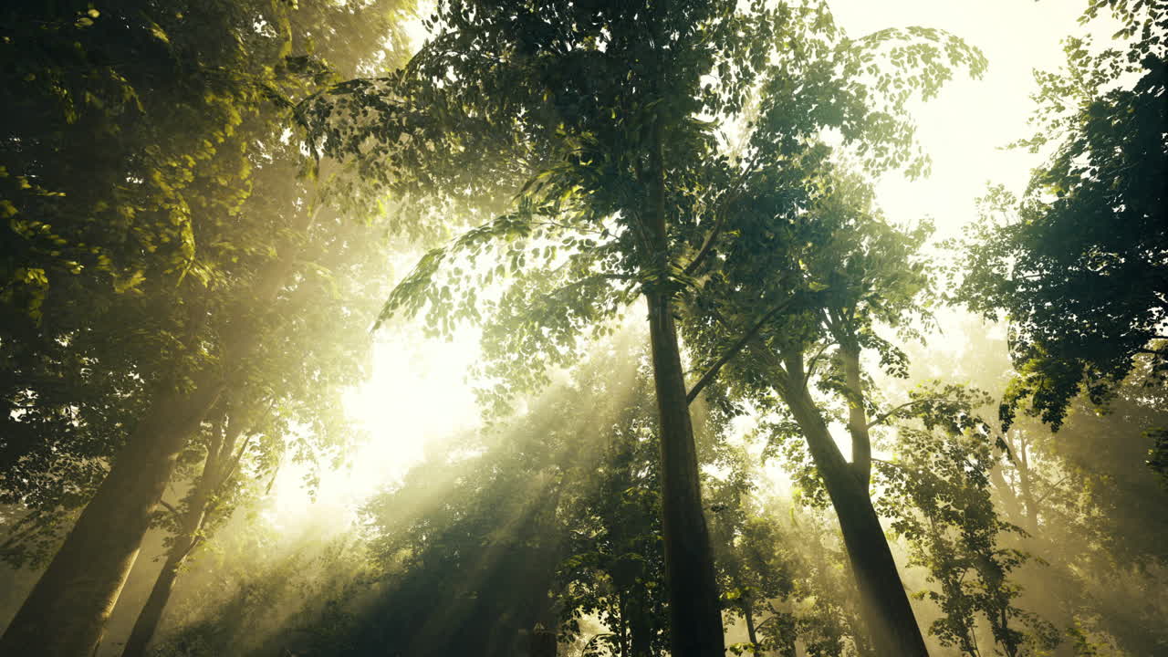 солнечный свет, проникающий через густый лесной навес в ранние утренние часы