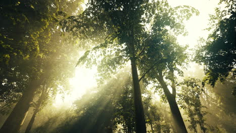 la luz del sol filtrándose a través del denso dosel del bosque durante las primeras horas de la mañana