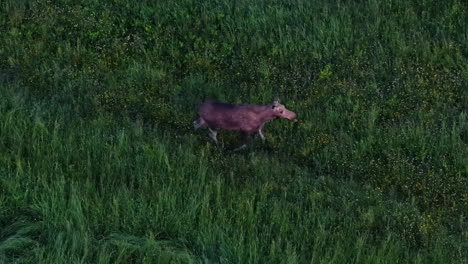 young moose walks alone through tall grassy field, captured by overhead drone in summer