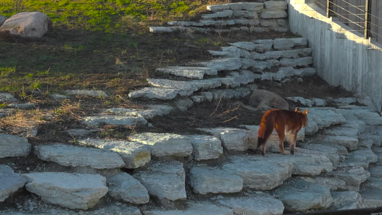 Dhole with fluffy tail walks effortlessly on rocks on the slope. Mountain wolf walking hoppingly, moving across stones. Natural habitat landscape within a zoo park, Tallinn during sunny day, evening