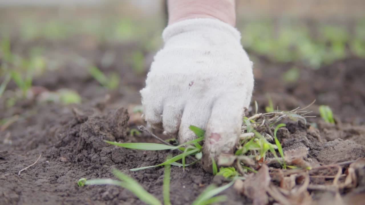 vista de cerca de una mano en guante limpiando el suelo de la hierba silvestre y las malas hierbas alrededor de las plantas. plantar cebolla en el suelo. disparado en