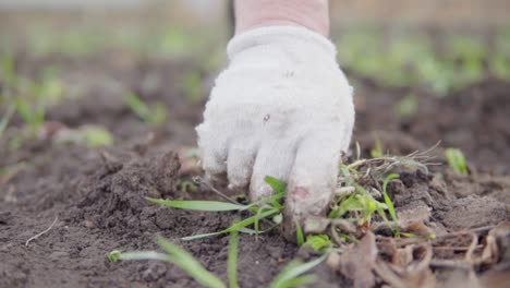 close up view of a hand in glove cleaning soil from wild grass and weeds around the plants. planting onion in the soil. shot in