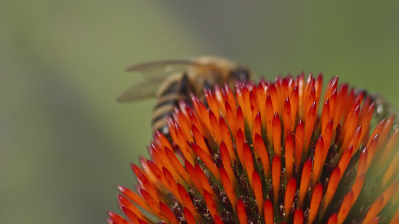 la abeja silvestre despega en vuelo después de recoger el polen de una coneflower naranja