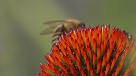 wild honey bee takes off into flight after collecting pollen from an orange coneflower