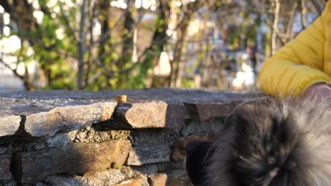 a woman puts dog food on a stone wall