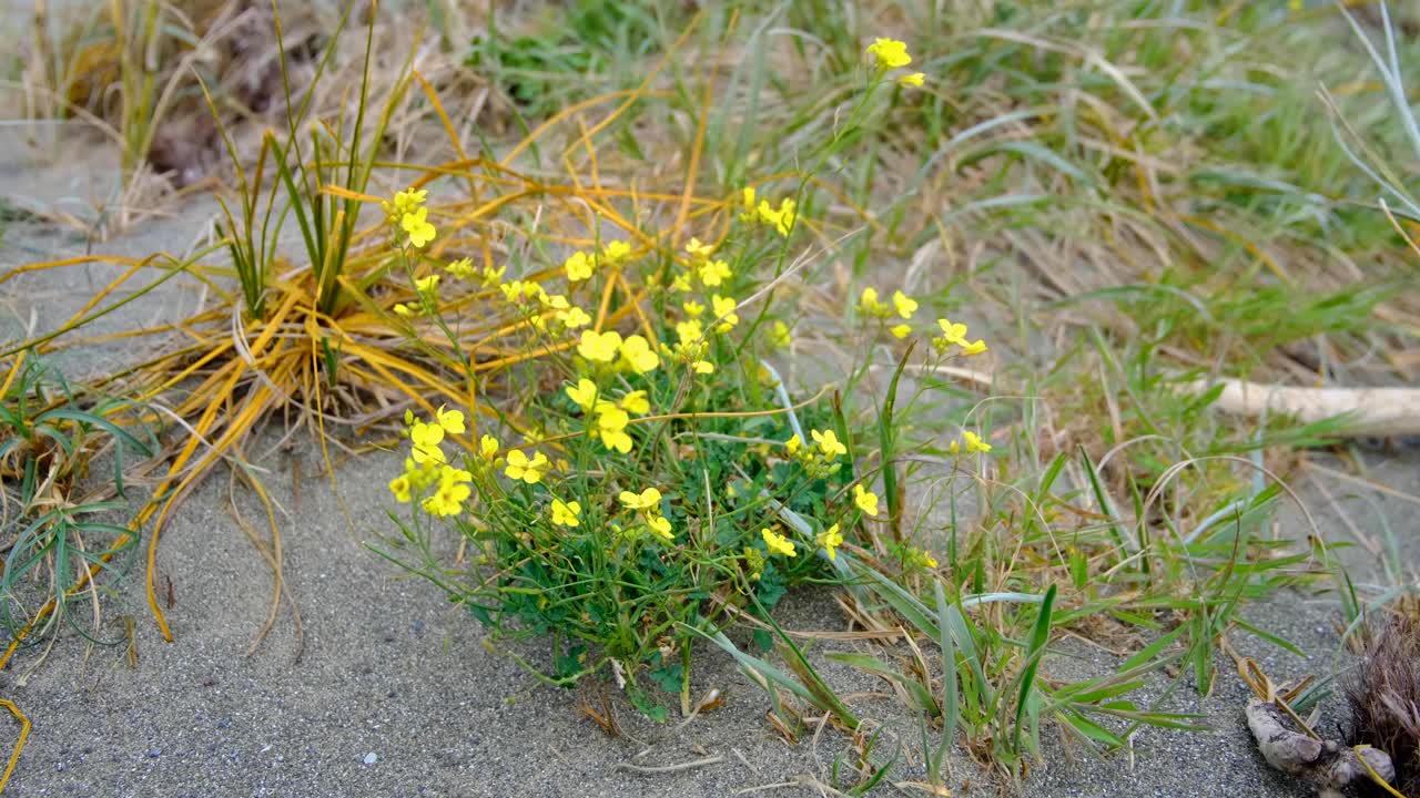 Yellow wild flowers in sand dune of coastal landscape during windy weather conditions in Wellington, New Zealand Aotearoa