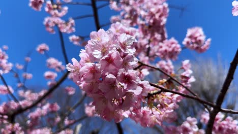 soft pink cherry blossoms in japan against a clear blue sky during spring