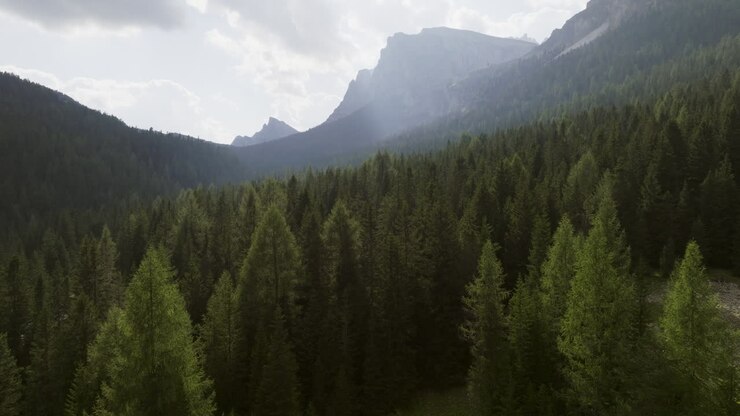 Mountain Forest Landscape