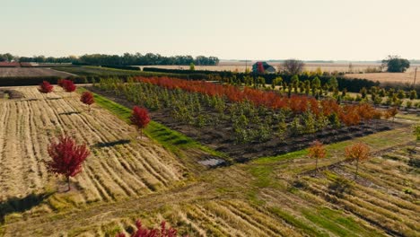 low aerial drone shot of colorful trees planted on a tree farm on a sunny day