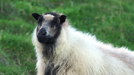 Close-Up-of-Icelandic-Sheep-Grazing-in-Pasture-of-Heimaey-Island,-iceland