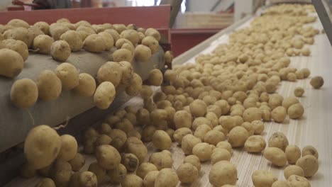 potato tubers are moving in slow motion.