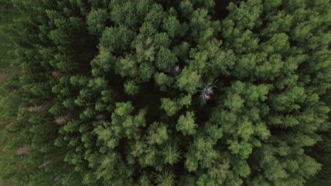 Aerial-view-of-green-woods-and-village-houses-Russia